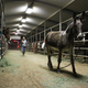 A donkey at the Humane Society of Ventura County